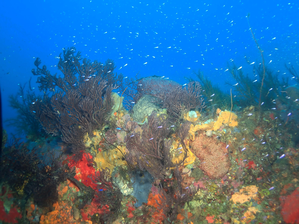 Reef.